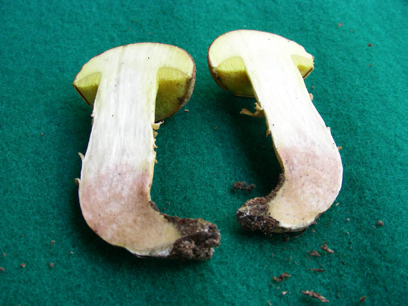 Boletus fotog.il 25.06.2010.