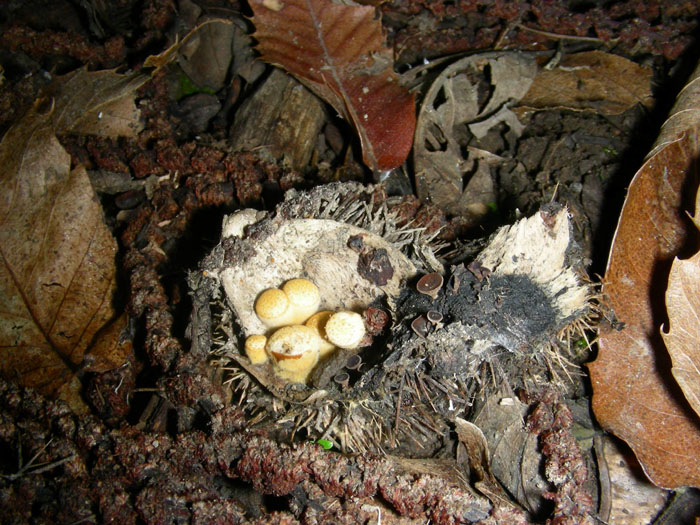 Crucibulum laeve e Rutstroemia echinophila.