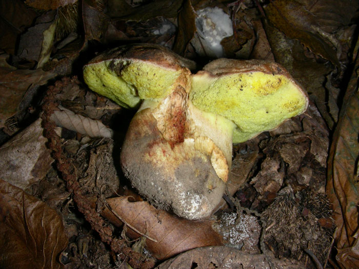 Bosco di castagno 10.10.08