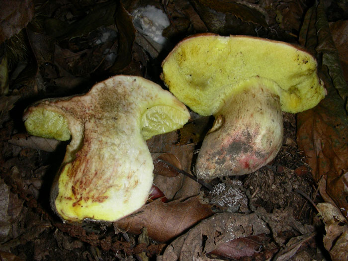 Bosco di castagno 10.10.08