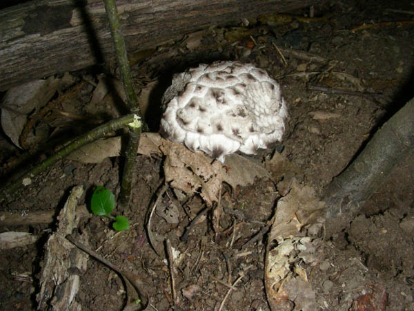 Gli ultimi ritrovamenti.