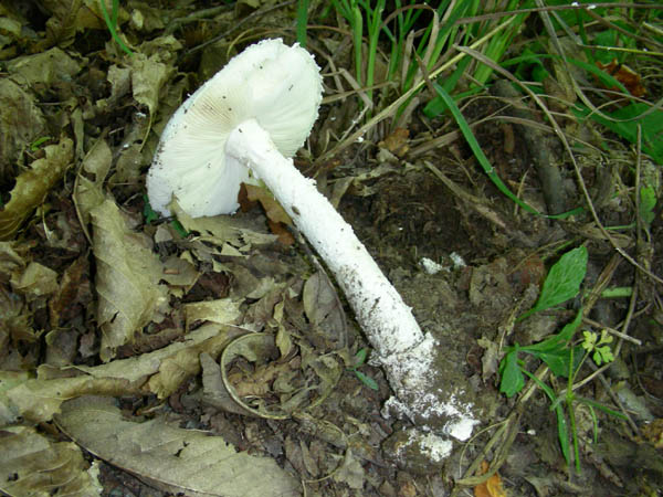 Amanita strobiliformis? fotog.17.07.09.