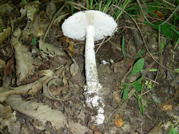 Amanita strobiliformis? fotog.17.07.09.