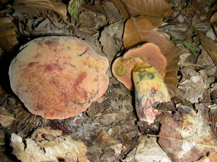 Bosco di castagno 10.10.08