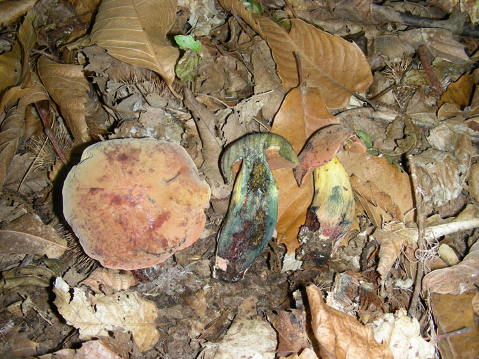 Bosco di castagno 10.10.08