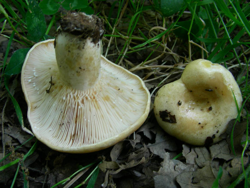 Lactarius fotog. il 29.06.2010 sotto Quercia