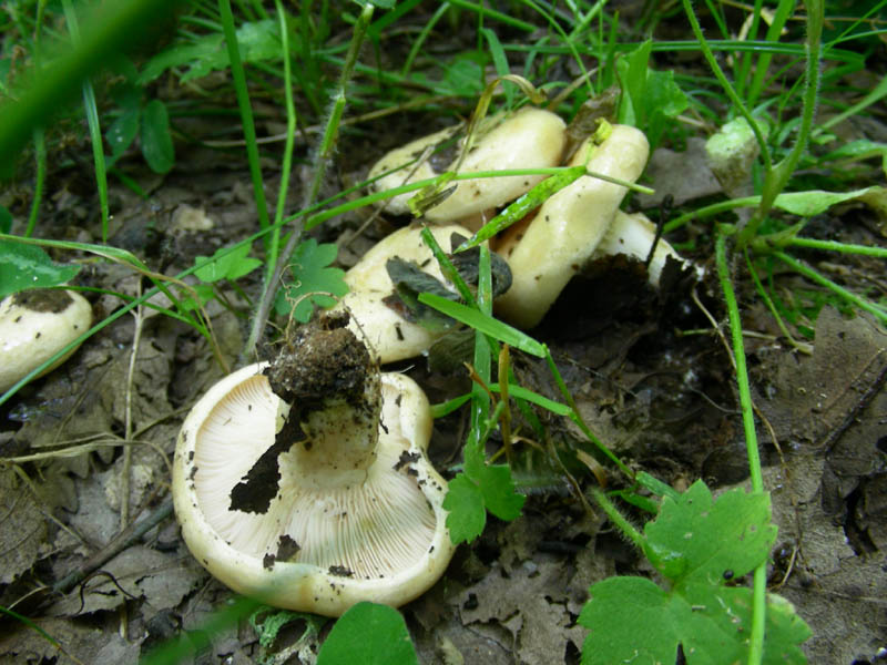 Lactarius fotog. il 29.06.2010 sotto Quercia