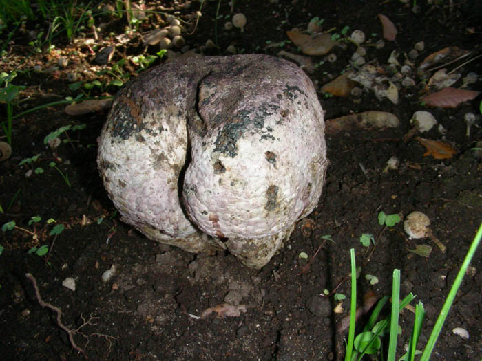 Pisolitus arhizus fotog.il 6.8.09