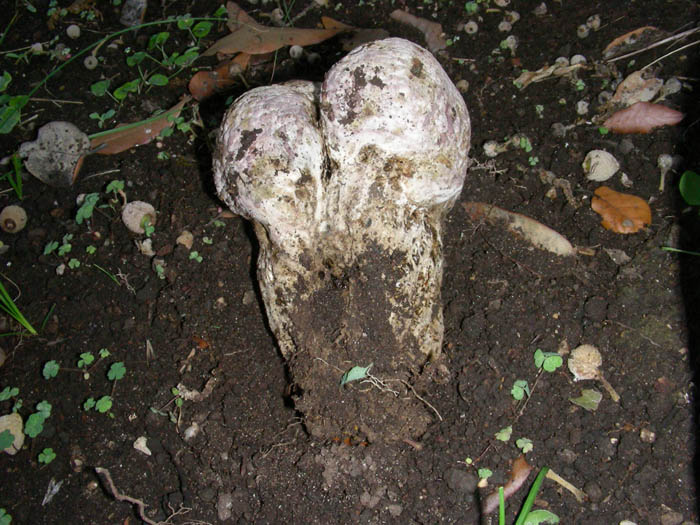 Pisolitus arhizus fotog.il 6.8.09