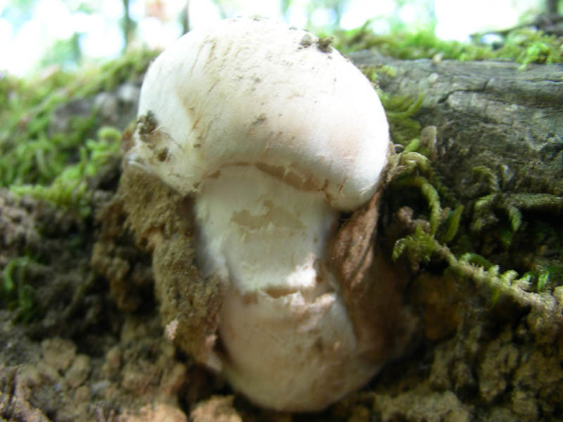 Fotografato il 29.06.2010.bosco in prevalenza Quercia
