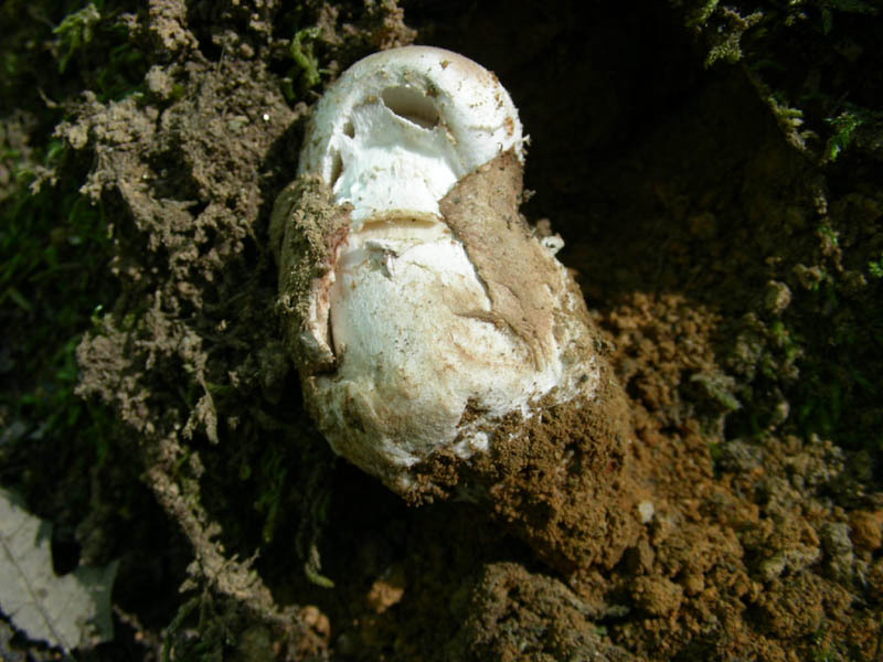 Fotografato il 29.06.2010.bosco in prevalenza Quercia