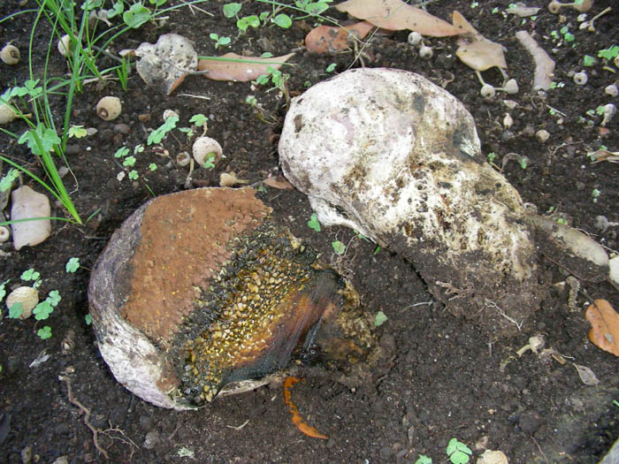 Pisolitus arhizus fotog.il 6.8.09