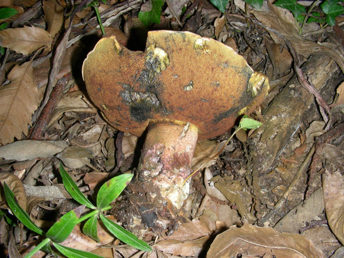 Due boletus da determinare.