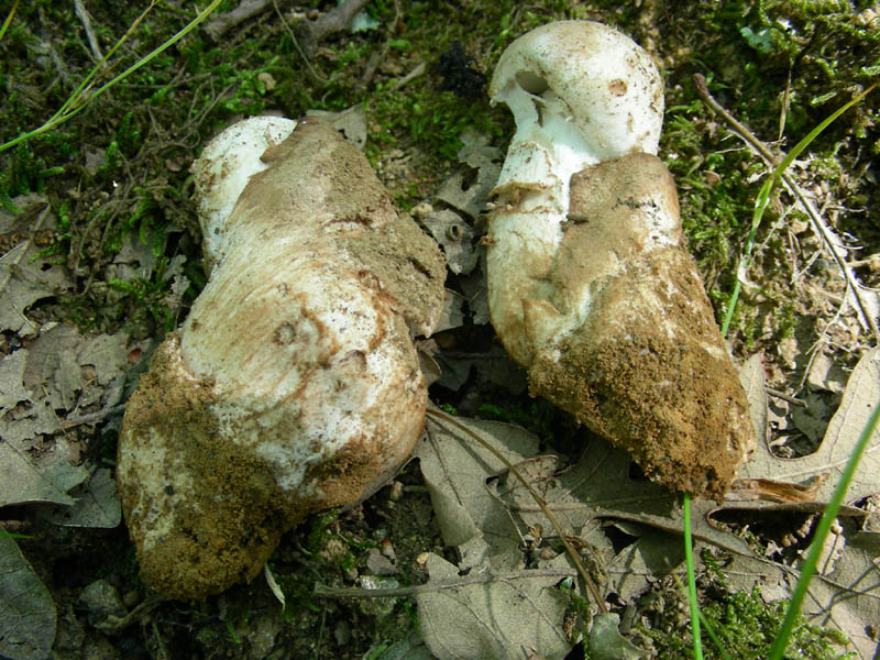 Fotografato il 29.06.2010.bosco in prevalenza Quercia