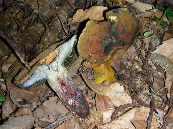 Due boletus da determinare.