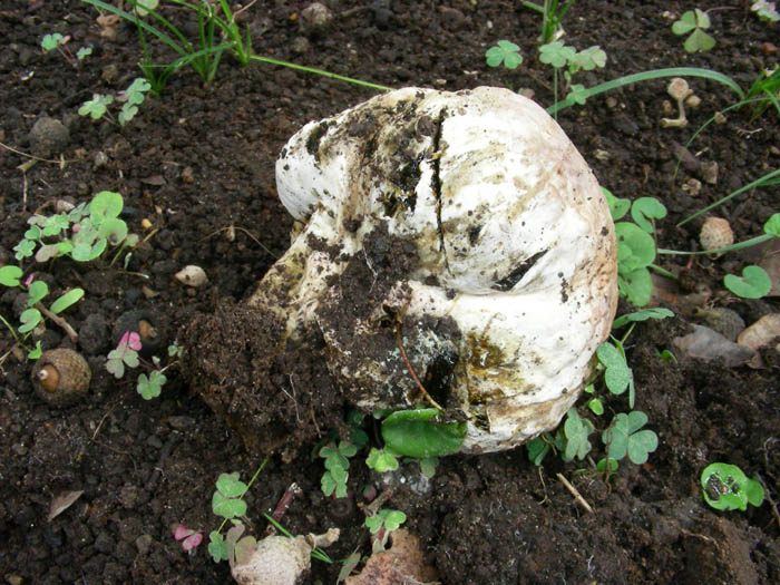 altro Pisolithus arhizus fotog.il 4.9.09.