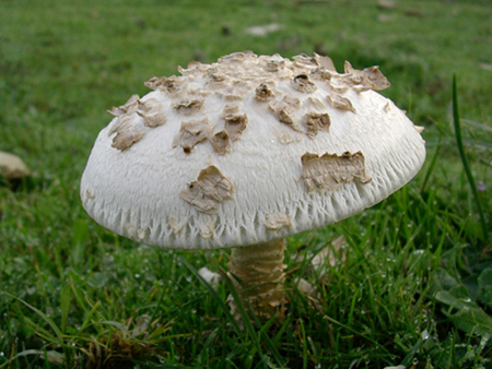 Amanita da determinare.