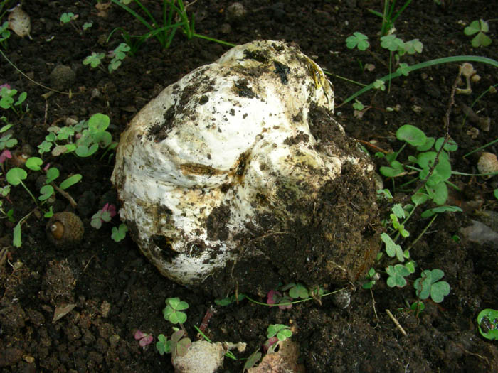 altro Pisolithus arhizus fotog.il 4.9.09.