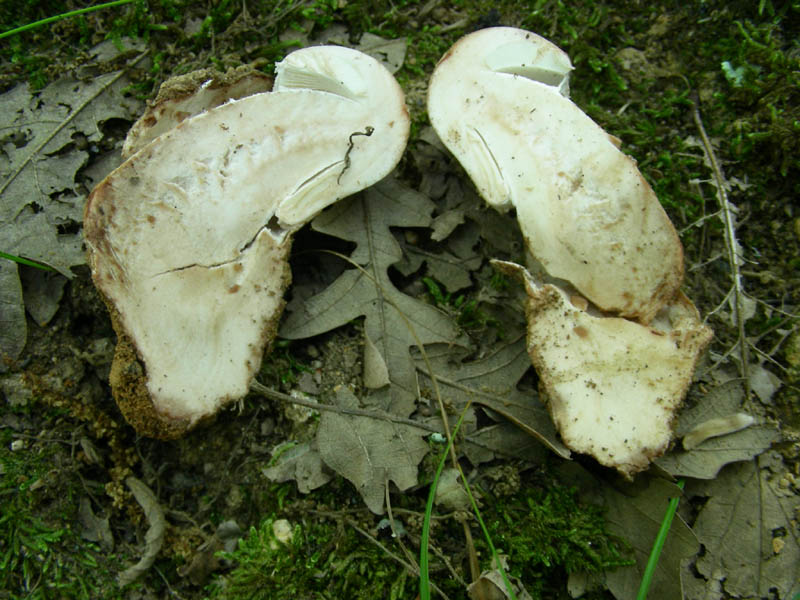 Fotografato il 29.06.2010.bosco in prevalenza Quercia