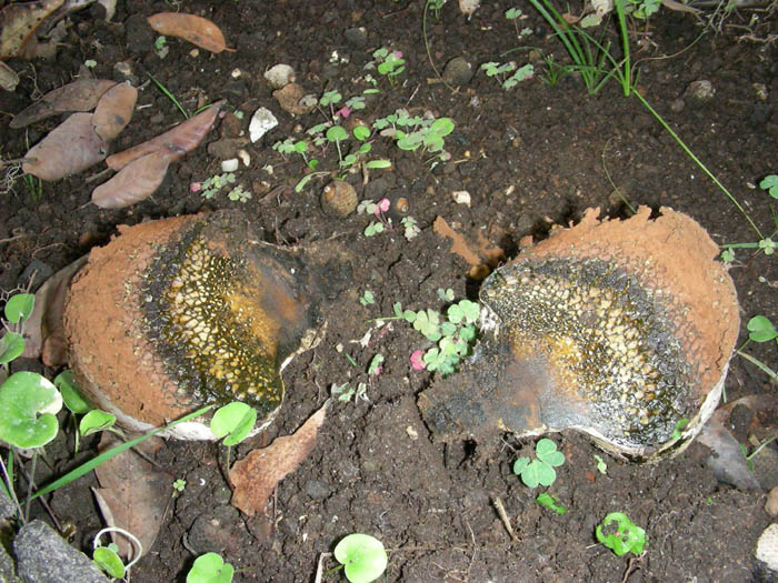 altro Pisolithus arhizus fotog.il 4.9.09.