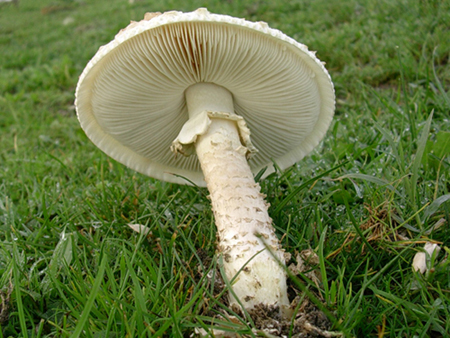 Amanita da determinare.