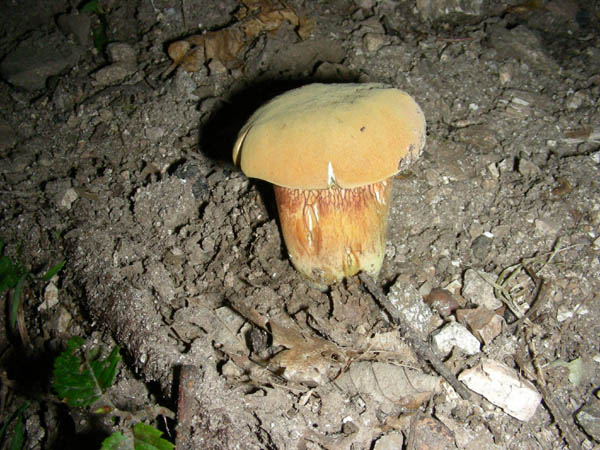 ritrovamenti 15.09.09.