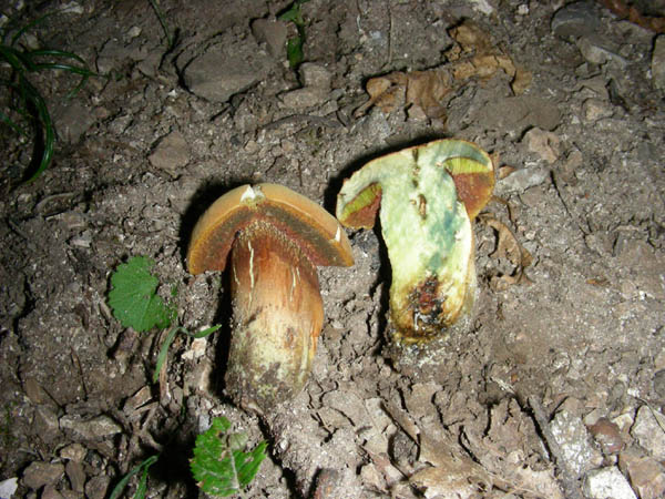 ritrovamenti 15.09.09.