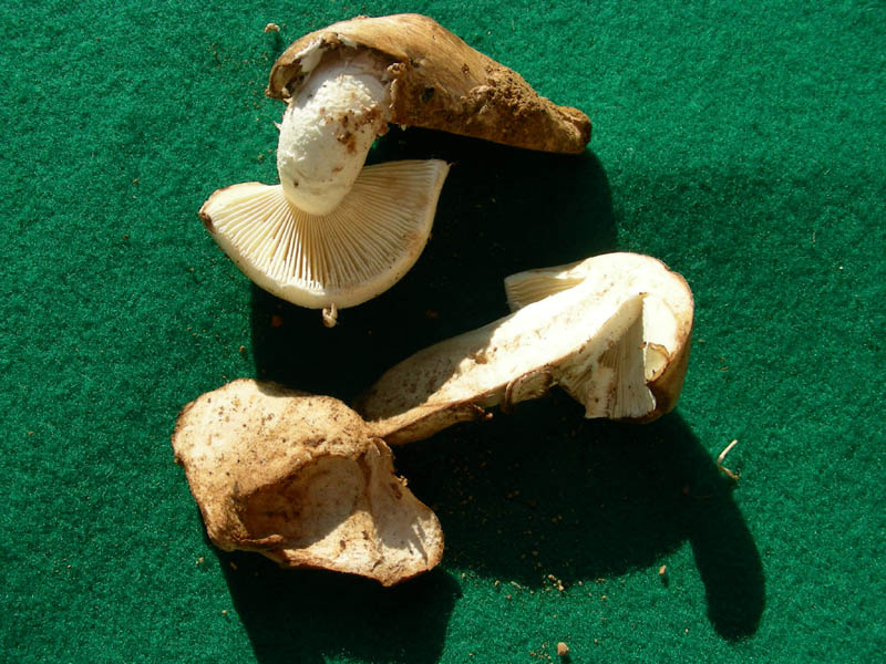 Fotografato il 29.06.2010.bosco in prevalenza Quercia