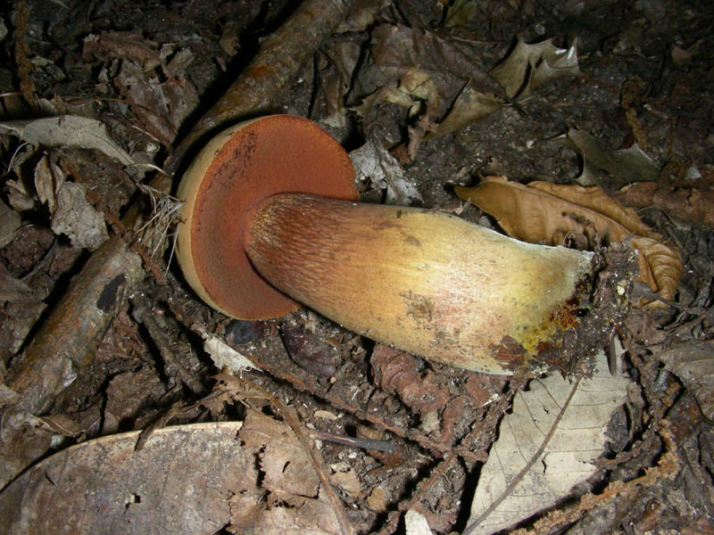 Boletus fotog.8.09.09