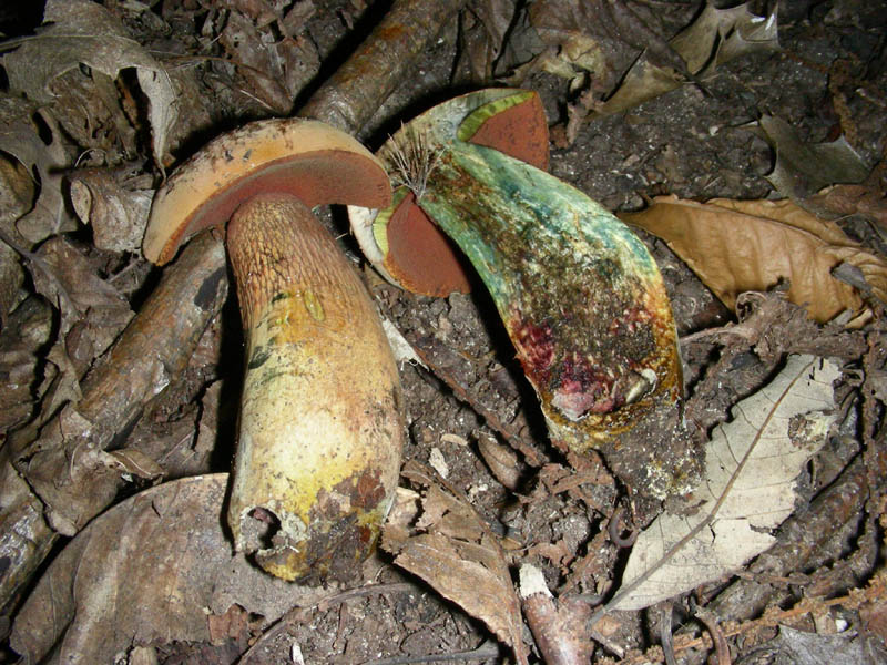 Boletus fotog.8.09.09