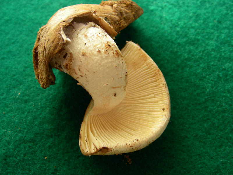 Fotografato il 29.06.2010.bosco in prevalenza Quercia