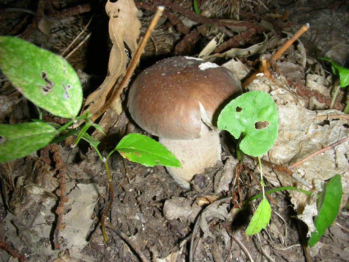 Piccoli Boletus aestivalis fotog.8.9.09.