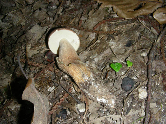 Piccoli Boletus aestivalis fotog.8.9.09.