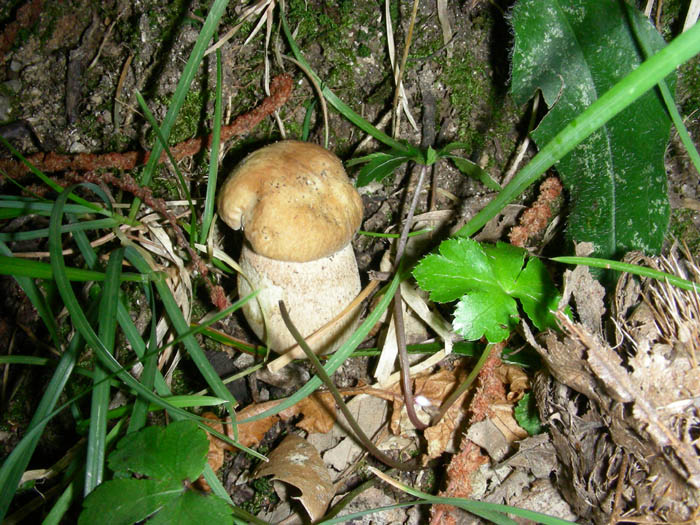 Piccoli Boletus aestivalis fotog.8.9.09.