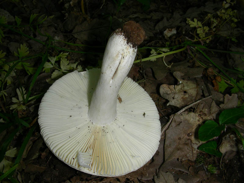Russula fotog. il 2.07.2010.
