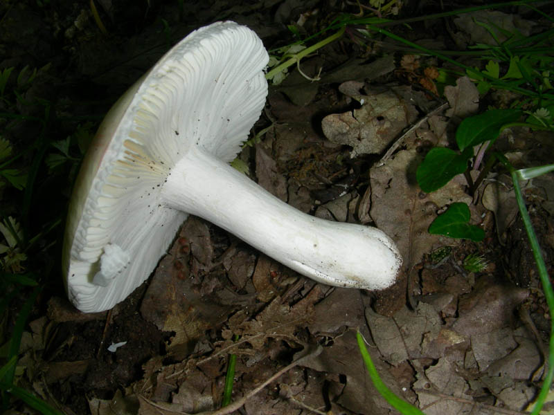 Russula fotog. il 2.07.2010.
