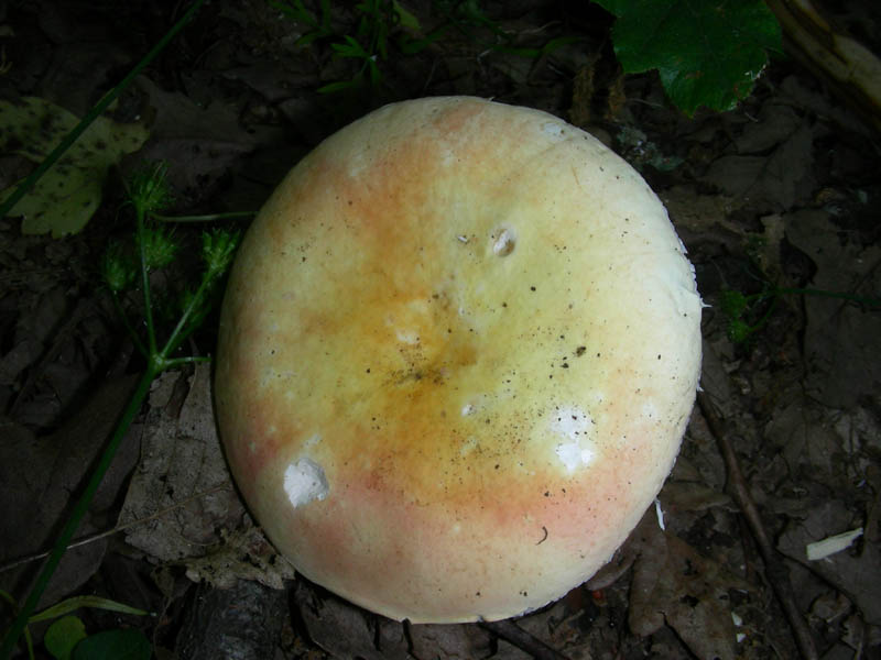 Russula fotog. il 2.07.2010.