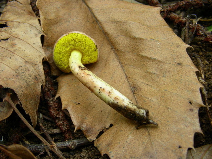 Pulveroboletus gentilis ? fotog.14.10.08.