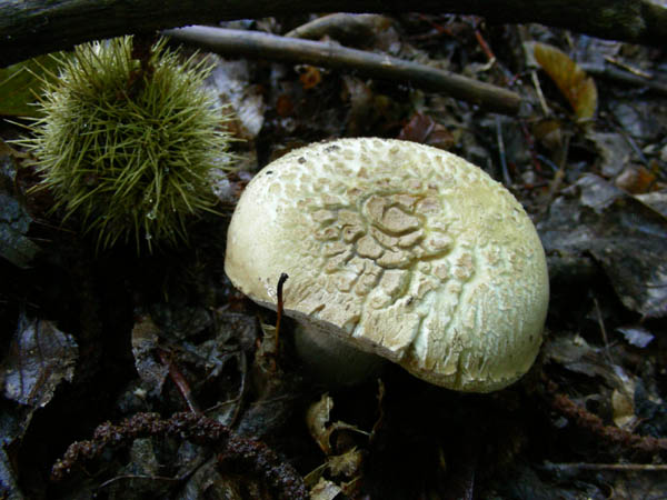 ritrovamenti 15.09.09.