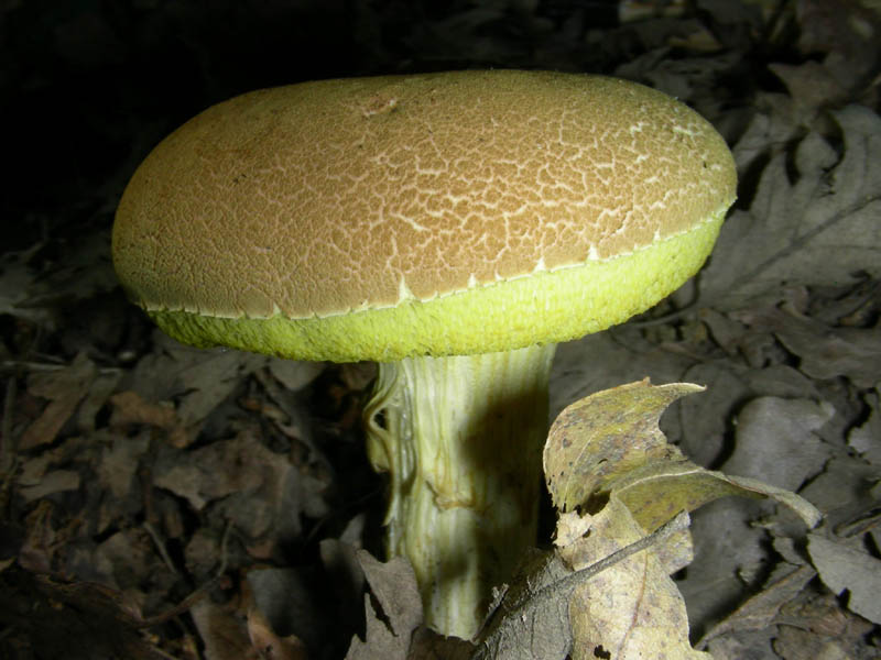 Xercomus subtomentosus ?fotog.il 2.07.2010