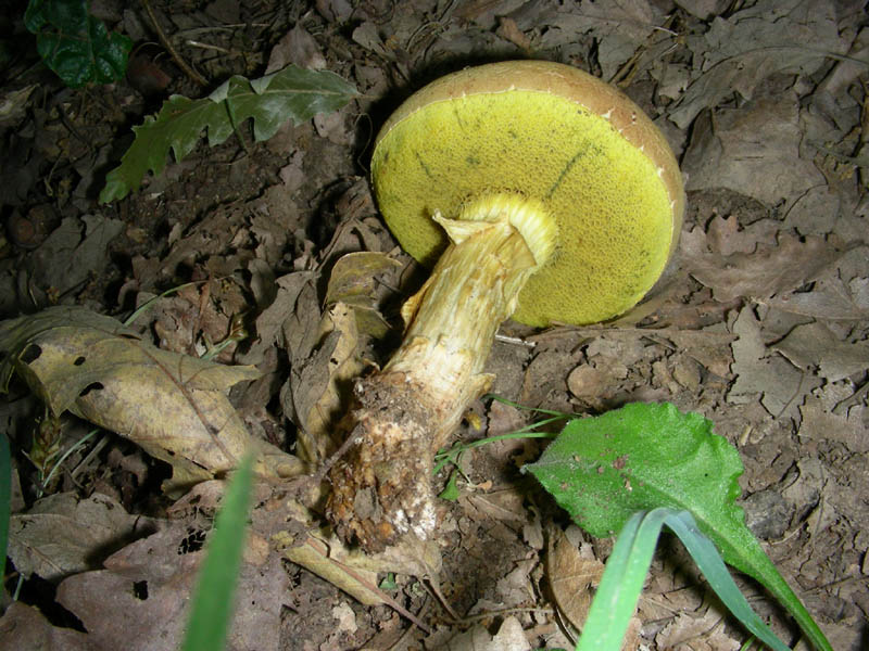 Xercomus subtomentosus ?fotog.il 2.07.2010