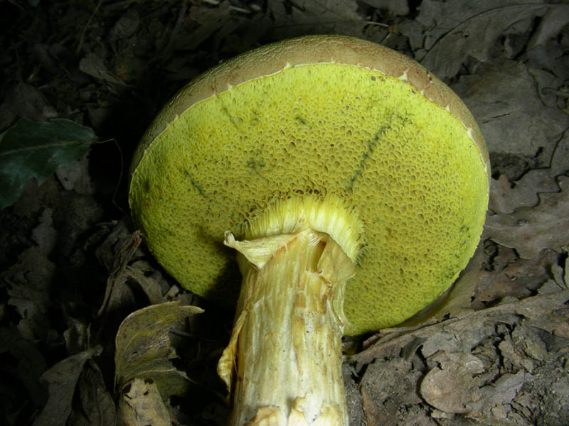 Xercomus subtomentosus ?fotog.il 2.07.2010