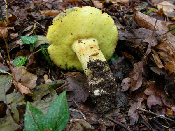 2 Boletus fotog.il 15.09.09.