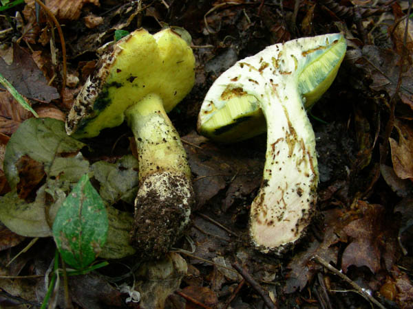 2 Boletus fotog.il 15.09.09.