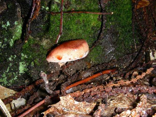 alcuni ritrovamenti del 15.09.09.