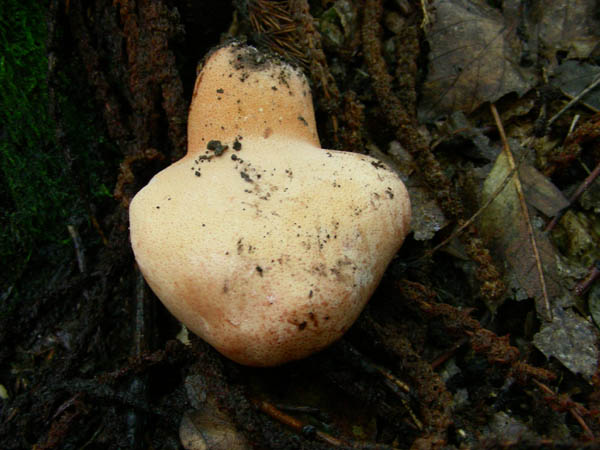 alcuni ritrovamenti del 15.09.09.