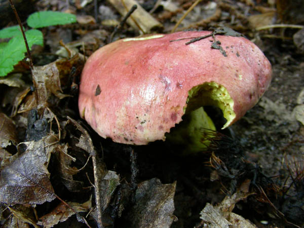 alcuni ritrovamenti del 15.09.09.