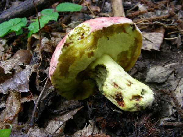 alcuni ritrovamenti del 15.09.09.