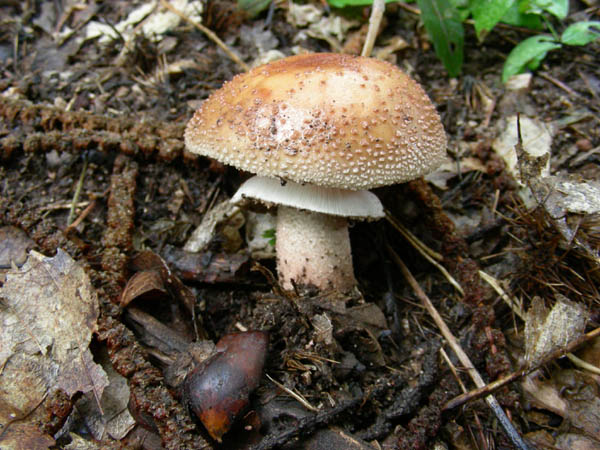 alcuni ritrovamenti del 15.09.09.