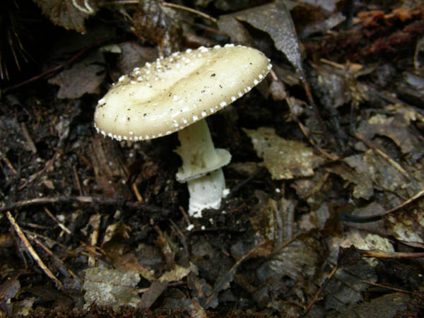 ritrovamenti 15.09.09.